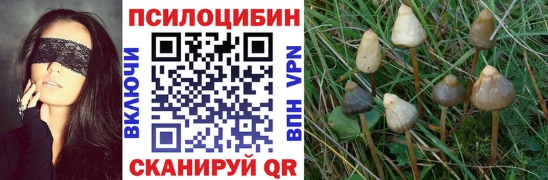 Галлюциногенные грибы Psilocybe Нальчик